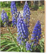 Blue Grape Hyacinth Wood Print