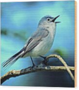 Blue-gray Gnatcatcher Wood Print