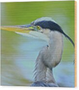 Blue Heron Portrait 2017 Wood Print