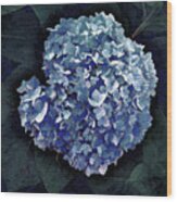 Blue Hydrangea Wood Print