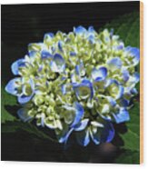 Blue Hydrangea Onstage 2620 H_2 Wood Print