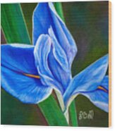 Blue Iris Wood Print