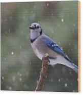 Blue Jay In Falling Snow Wood Print