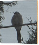 Blue Jay On Wire Wood Print