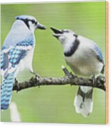 Blue Jay Parent Feeding Juvenile Wood Print