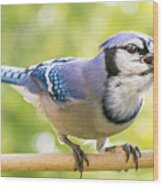 Blue Jay Calling Wood Print