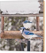 Blue Jays In Winter Wood Print
