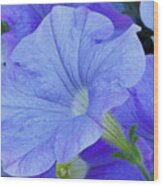 Blue Petunia Blossom Wood Print