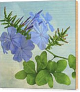 Blue Plumbago Wood Print