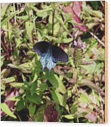 Blue Ridge Butterflies 2 Wood Print