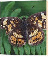 Blue Ridge Butterfly Wood Print