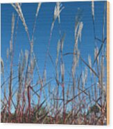 Blue Skies And Grasses Wood Print