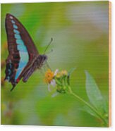 Blue Triangle Butterfly On Okuma Wood Print