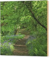 Bluebell Pathway Oakfield Park Donegal Wood Print