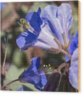 Bluebell Pollinator Wood Print