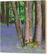 Bluebell Wood Aberfoyle Wood Print