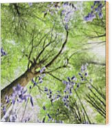Bluebells From Worms Eye View Wood Print