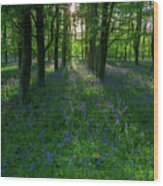 Bluebells In Oxey Woods Wood Print