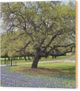 Bluebonnet Time In Texas Wood Print