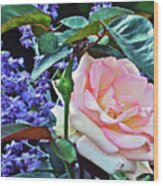 Blushing Rose Wood Print