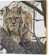 Bobcat In Winter Wood Print