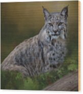 Bobcat On Alert Wood Print