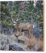 Bobcat Ridge Mule Deer Wood Print