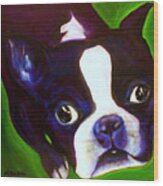 Boston Terrier - Elwood Wood Print