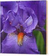 Botanical Beauty In Purple Wood Print