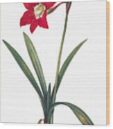 Botany: Lily Wood Print
