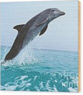 Bottlenose Dolphin Tursiops Truncatus Wood Print