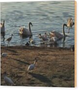 Boy Feeding Swans And White Ibis Wood Print