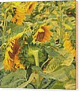 Bozeman Sunflower Panorama Wood Print