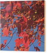 Branches Of Red Maple Leaves On Clear Sky Background Wood Print