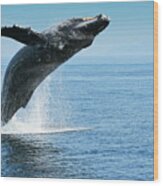 Breaching Humpback Whale Wood Print
