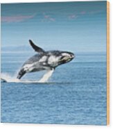 Breaching Humpback Whales Happy-4 Wood Print