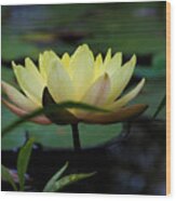 Bright Lemon Water Lily Wood Print