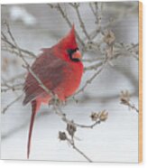 Bright Splash Of Red On A Snowy Day Wood Print