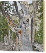 Bristlecone Loop Trail Tree Wood Print