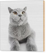 British Shorthair Cat Isolated On White. Wide Angle Wood Print