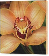 Brookside Orchid Wood Print