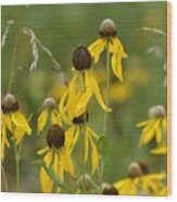 Brown-eyed Susan Wood Print