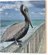 Brown Pelican, Atlantic Wood Print