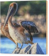 Brown Pelican Of Sebastian State Park Wood Print