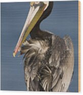Brown Pelican Preening La Jolla Wood Print