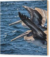 Brown Pelicans Wood Print