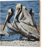 Brown Pelicans Preening Wood Print