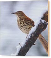 Brown Thrasher In Snow Wood Print