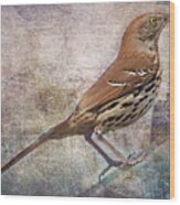 Brown Thrasher Songbird Wood Print