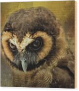 Brown Wood Owl Wood Print